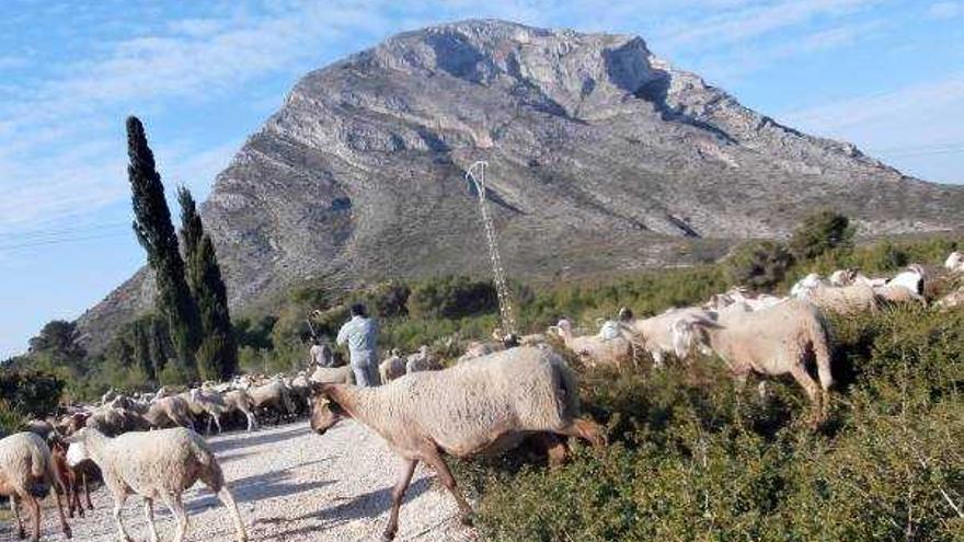 El ganado mantiene limpias las fajas cortafuegos de la Plana Justa del Montgó.