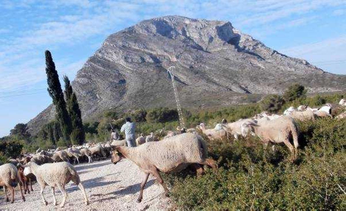 El ganado mantiene limpias las fajas cortafuegos de la Plana Justa del Montgó.
