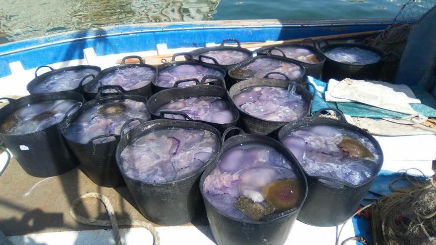 Una playa a prueba de medusas