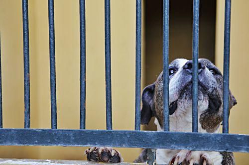 In Son Reus kommen derzeit kaum Hunde oder Katzen an. Knapp die Hälfte der Zwinger steht leer.