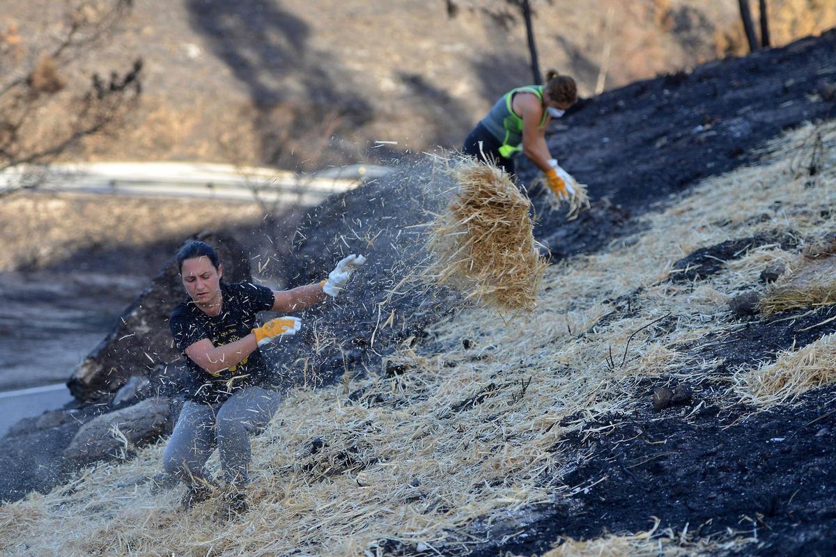 Voluntarias cubren con paja el terreno quemado, en montes de Ponte Caldelas.