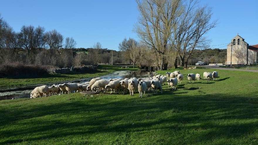 El puente que sirve de calzada en la actualidad, en Badilla, tras el hatajo de ovejas .