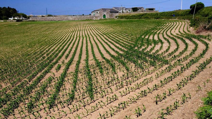 Una finca sembrada de maíz en Casariego, con el palacio de Cancio al fondo.