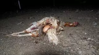Tote Tiere und Ungeziefer: Videoaufnahmen aus der Hühnerfarm