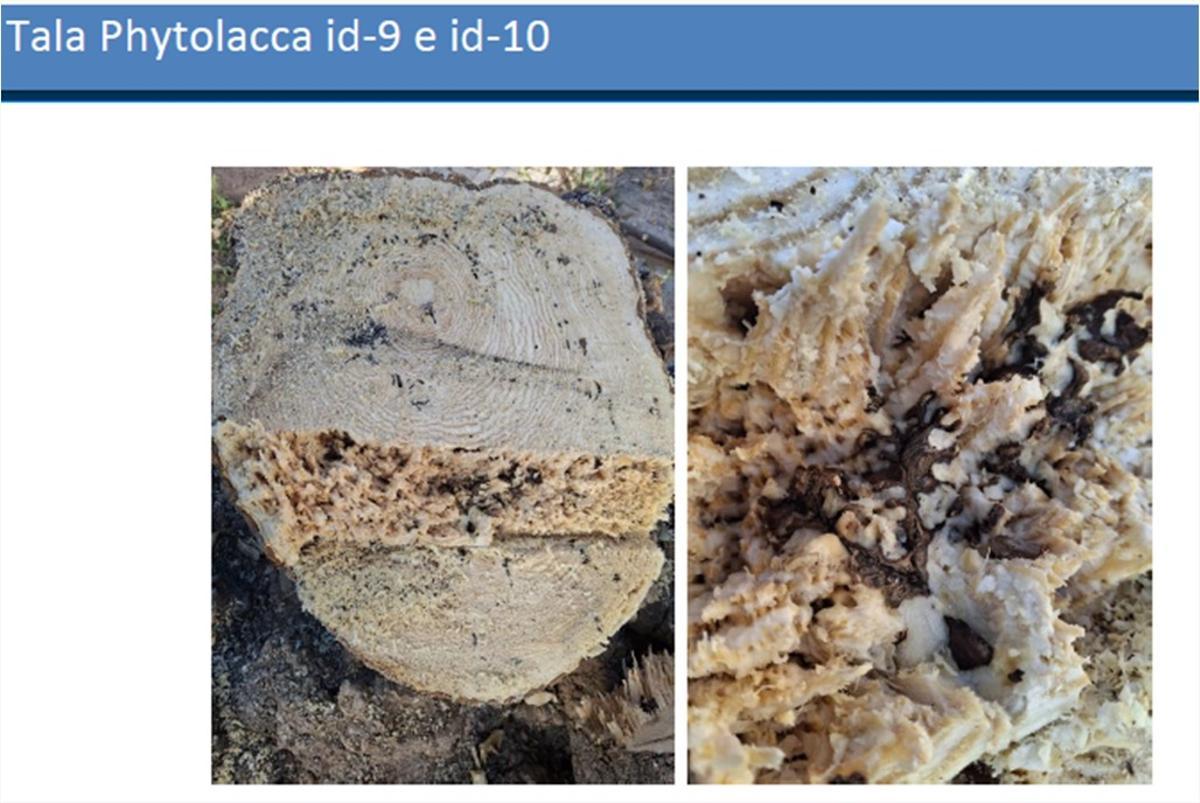 Fotos incluidas en los informes que muestran podredumbre en un tronco.