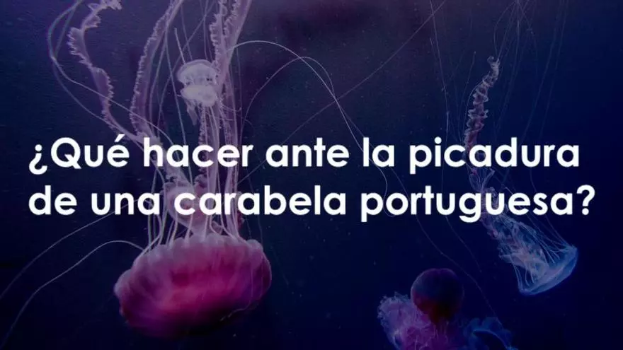 ¿Qué hacer ante la picadura de una carabela portuguesa?