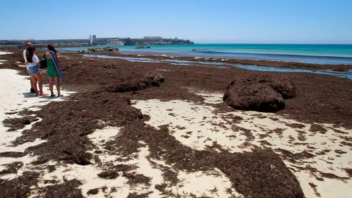 Vídeo | La Junta autoriza un proyecto para estudiar uso agrícola sostenible del alga asiática