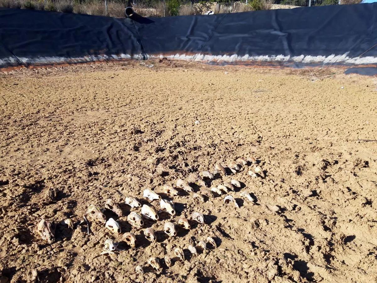 Cráneos de animales caídos en una balsa en Utiel (Valencia)