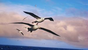 Albatros en pleno vuelo.
