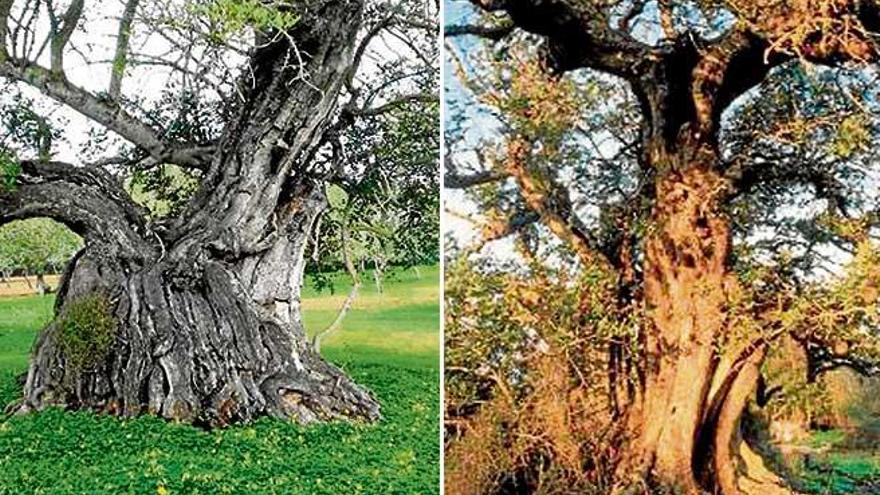 Preocupación por la falta de protección de los árboles catalogados