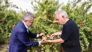 La Granada Mollar de Elche se refuerza con Ferran Adrià en una campaña en la que el 15 % irá para zumo por daños por el sol