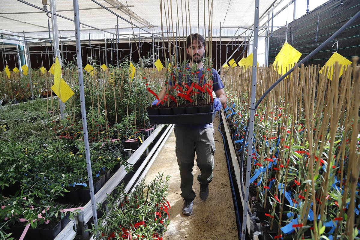 Plantones de olivo en el vivero del Ifapa en Alameda del Obispo, en Córdoba.
