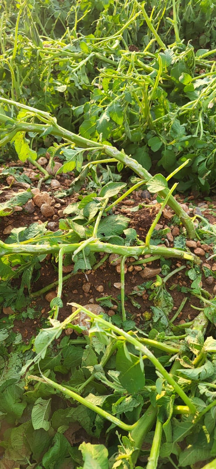 Una granizada destroza el cultivo de la patata en sa Pobla