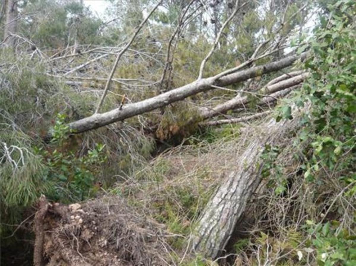 Perill de combustió. És d’un cinisme extrem que els ajuntaments de Castelldefels i Gavà facin una campanya sobre els incendis en què carreguen les culpes sobre els ciutadans quan tenen els boscos per netejar. Els arbres de la fotografia van caure durant el tràgic vendaval de principis del 2009 i encara estan així, com a material de combustió de primer ordre.
