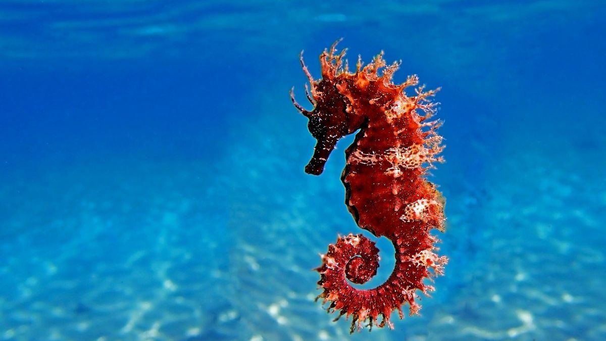 Ein langschnäuziges Seepferdchen (Hippocampus guttulatus): Die Veränderungen der Ökosysteme betreffen alle Bewohner des Meers.