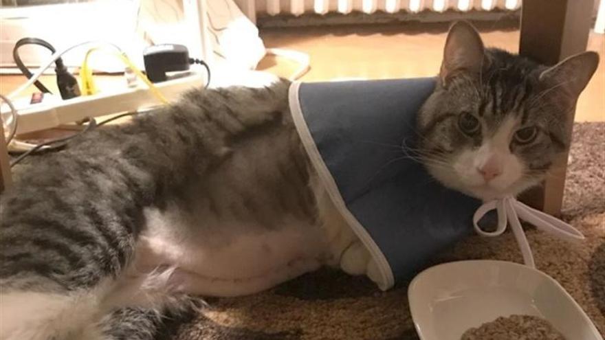 Se gasta 19.000 dólares en un trasplante de riñón para su gato de 17 años