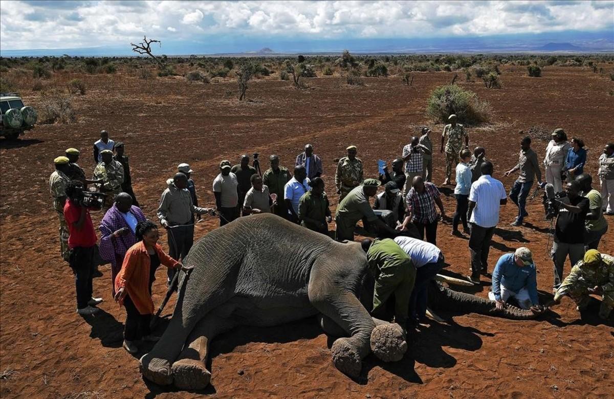 Veterinarios del Fondo Internacional para el Bienestar de los Animales (IFAW) están estudiando a los elefantes machos de la región de Amboseli para entender mejor sus rutas migratorias.