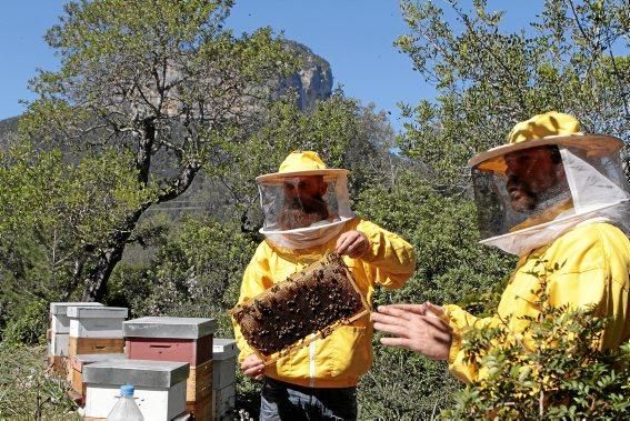 Pau Ixent Queralt und Biel Coll sind die einzigen Züchter von Bienenköniginnen auf der Insel. Ein Besuch auf den Wiesen von Son Berga bei Alaró