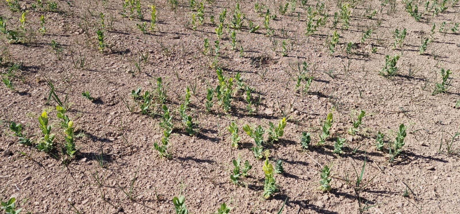 Efectos de la sequía sobre cultivos de cereal y montes en la Junquera, El Moralejo (Caravaca de la Cruz).