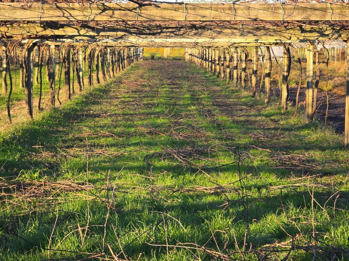 La poda del viñedo alcanza su ecuador. La poda del viñedo alcanza su ecuador.