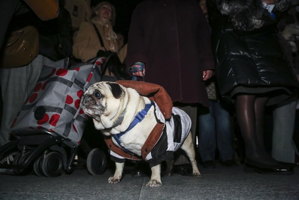 Oviedo bautiza a sus perros por el día de San Antón