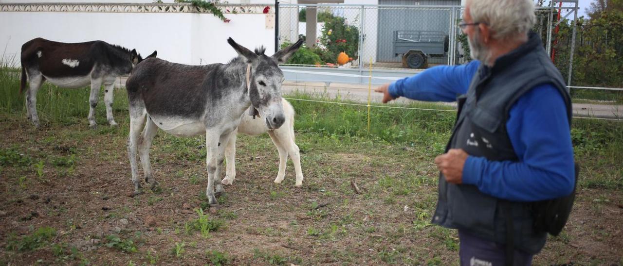 «Los análisis a los burros se hicieron muy tarde»