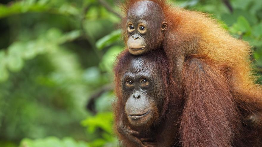 El planeta ha perdido el 60% de los orangutanes en 40 años