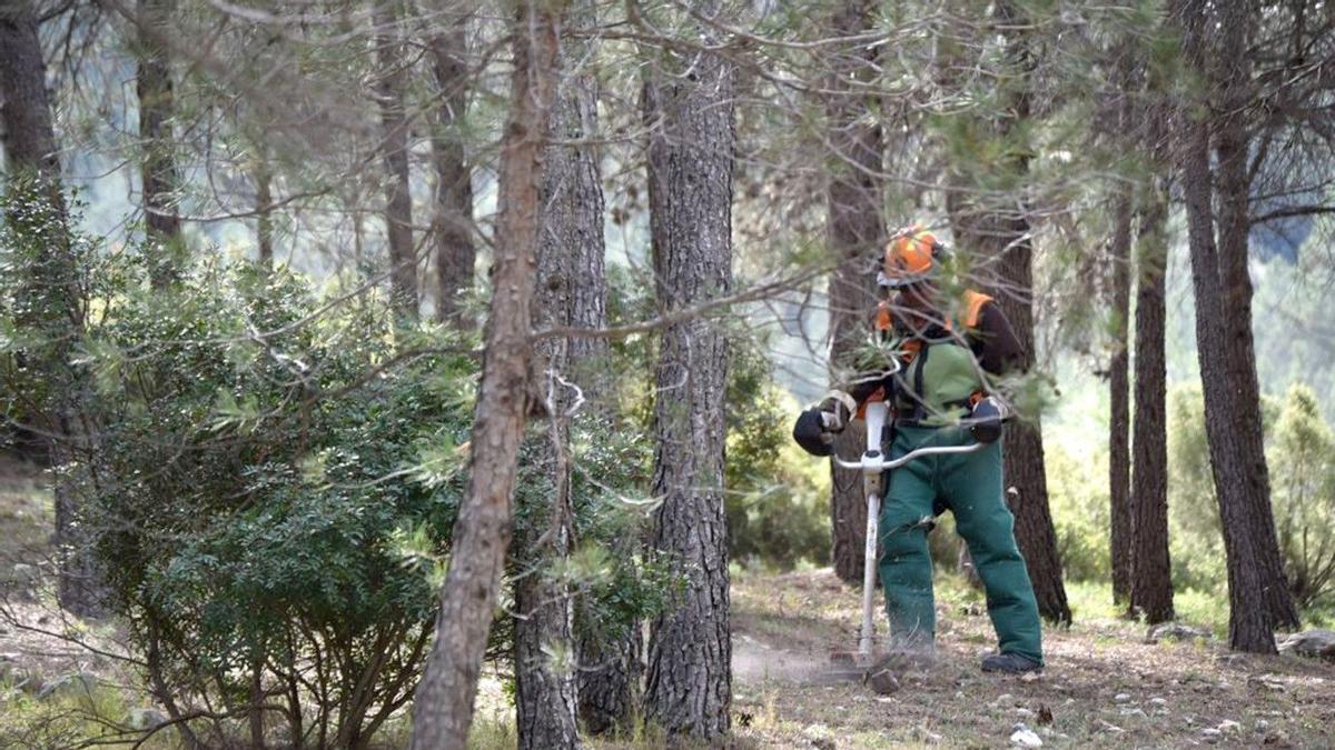 Un brigada forestal desbrozando el monte.