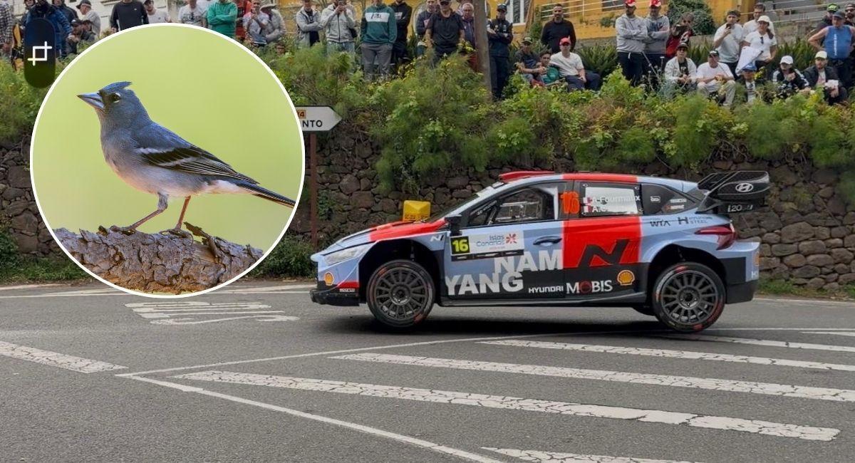 La celebración del rally en la cumbre de Gran Canaria puede afectar al pinzón azul.