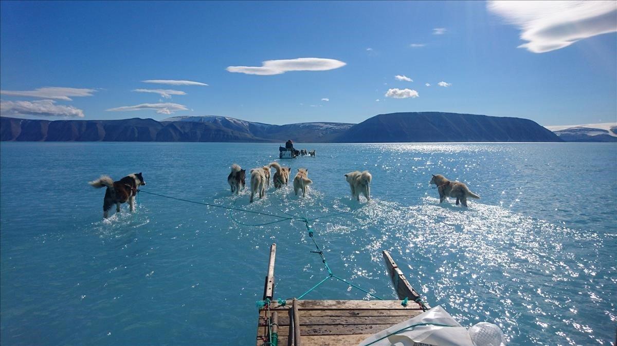 Imagen del Centro para el Océano y el Hielo en el Instituto Meteorológico Danés muestra a los perros de trineo vadeando agua estancada en el hielo marino durante una expedición en el noroeste de Groenlandia.