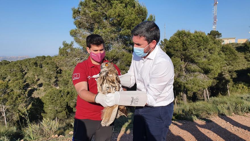 Liberan un búho real tras recuperarse de unas heridas en el Centro de El Valle