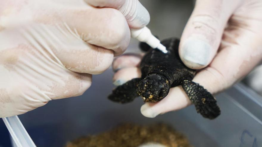 Guarderia de tortugues marines en l&#039;Oceanogràfic