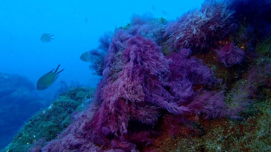 La vida submarina coloniza los espacios invadidos por la lava en La Palma