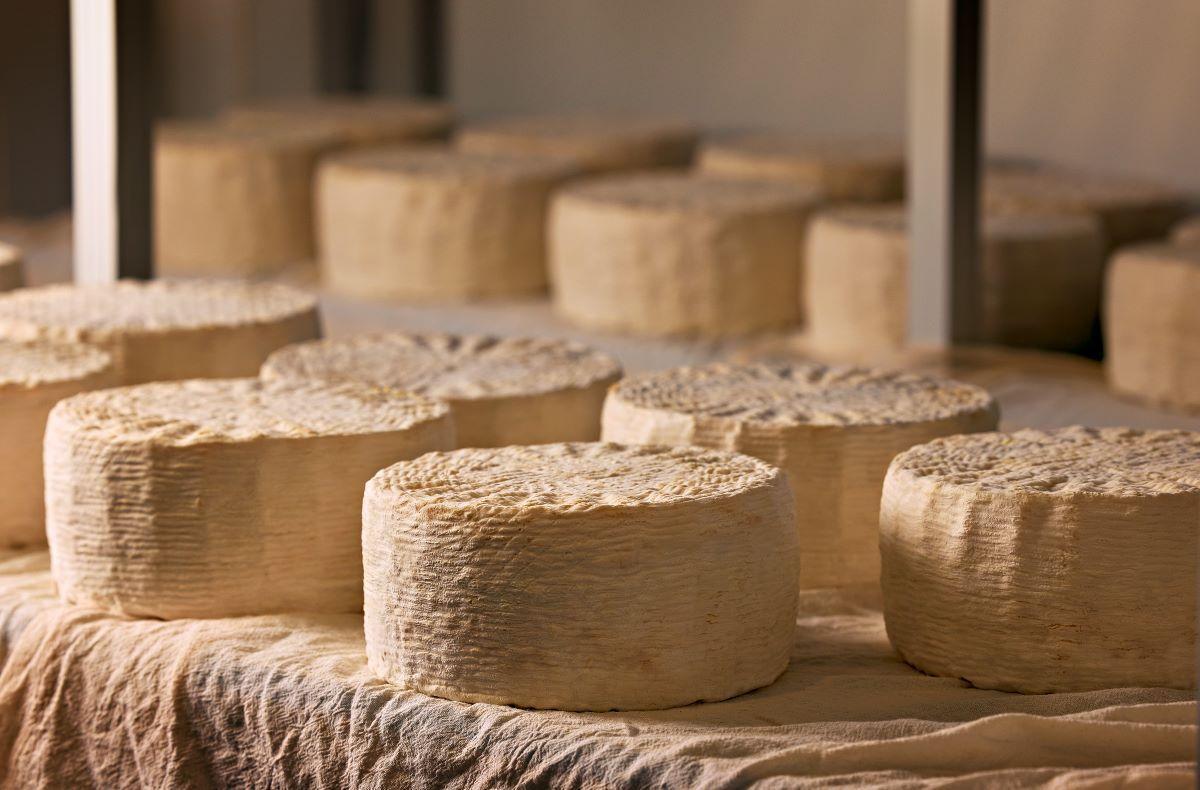 La quesería Muntanyola produce quesos de cabra, búfala, oveja y vaca de forma artesana.