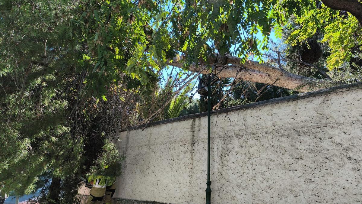 Arbol caído en Benalmádena.