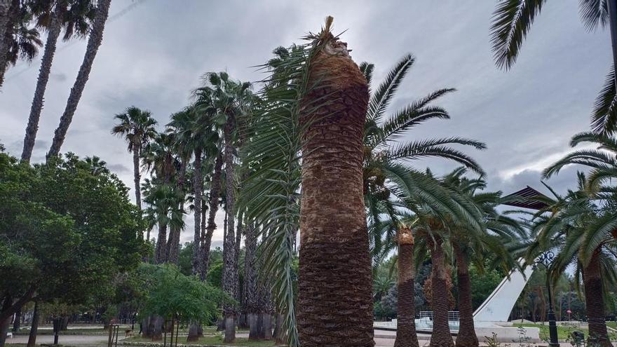 La ausencia de frío en otoño favorece nuevos ataques del picudo rojo a las palmeras de Alzira