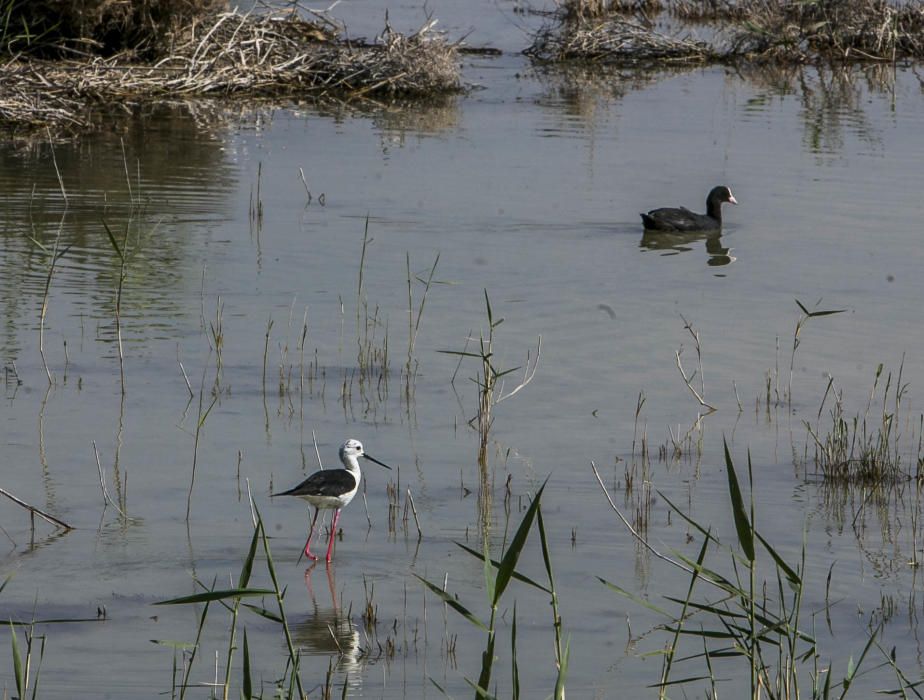 El parque natural de El Hondo