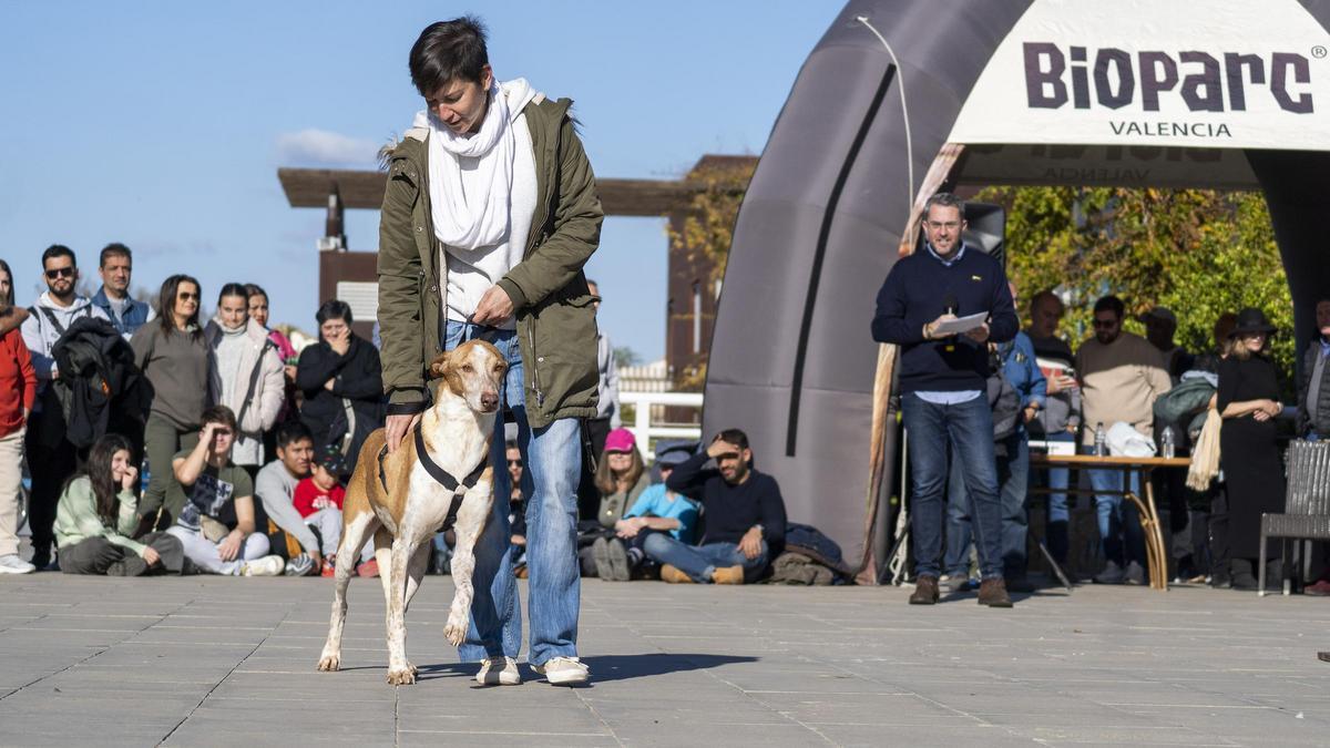 Fundación BIOPARC y  AUPA acogen su desfile para fomentar las adopciones de perros que buscan un hogar definitivo.