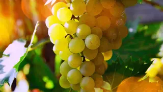 IGP Castelló aposta per unes tècniques de cultiu ecològiques