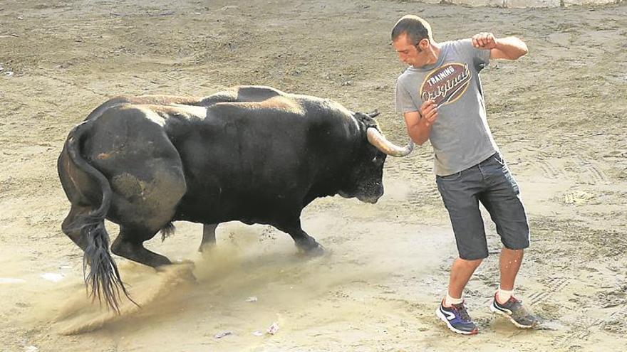 Una cita con los ‘bous’ y el concurso de ganaderías