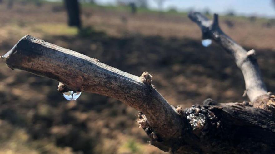 La DO Toro revive el “lloro de la vid”, el paso previo a la brotación