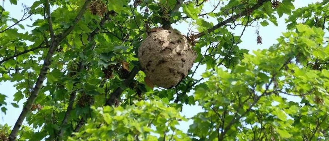 El avispero localizado en las inmediaciones del polígono de Fábrica de Mieres.