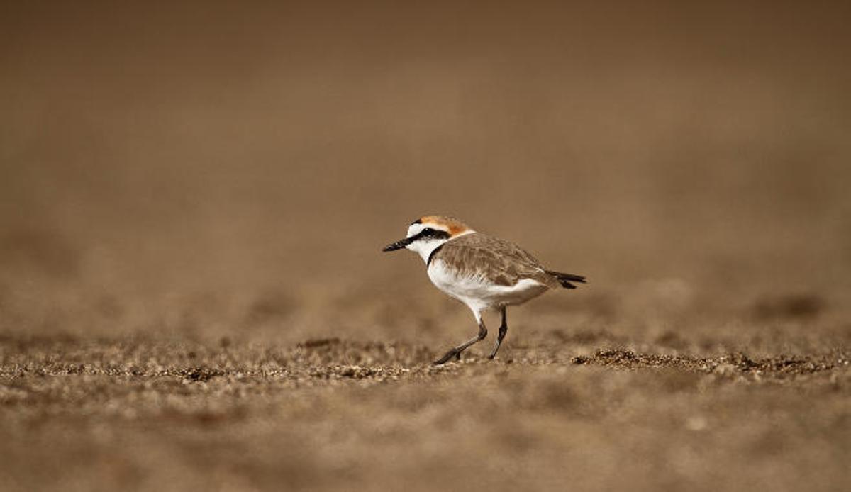 Arrecife, un mirador de aves marinas
