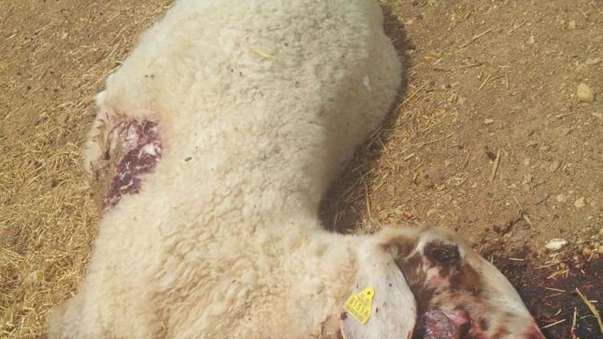 Una oveja muerta por la acción de los cánidos en San Miguel de la Ribera.