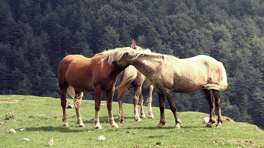 Una finca de Viver acollirà la trentena de cavalls de la Fundació Miranda que han de marxar del Pla l’Orri