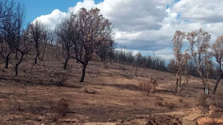 Así han quedado los pastos de Melgar tras los fuegos.