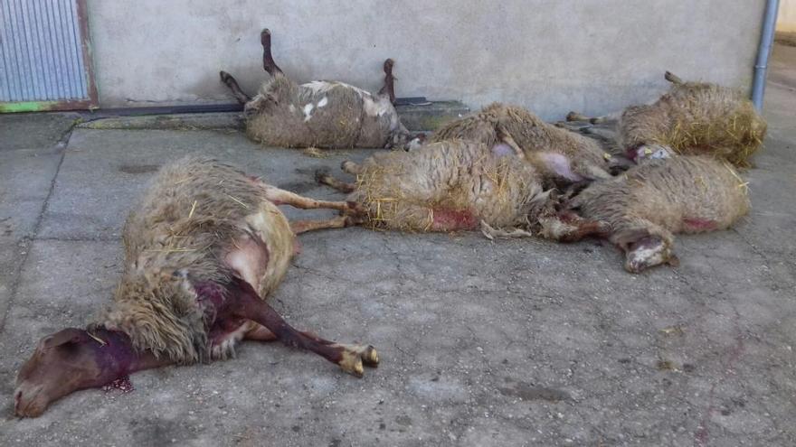6 ovejas matadas por el lobo en Belver de los Montes