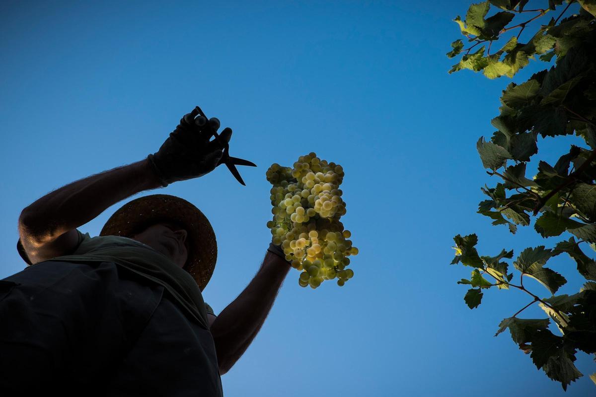 Vendimiador al alba.