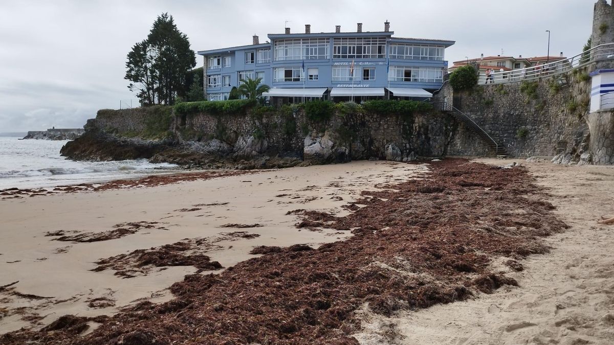 Acumulación de ocle en la playa de El Sablón, en Llanes