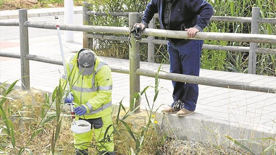 Moncofa controla al mosquito en acequias y alcantarillado